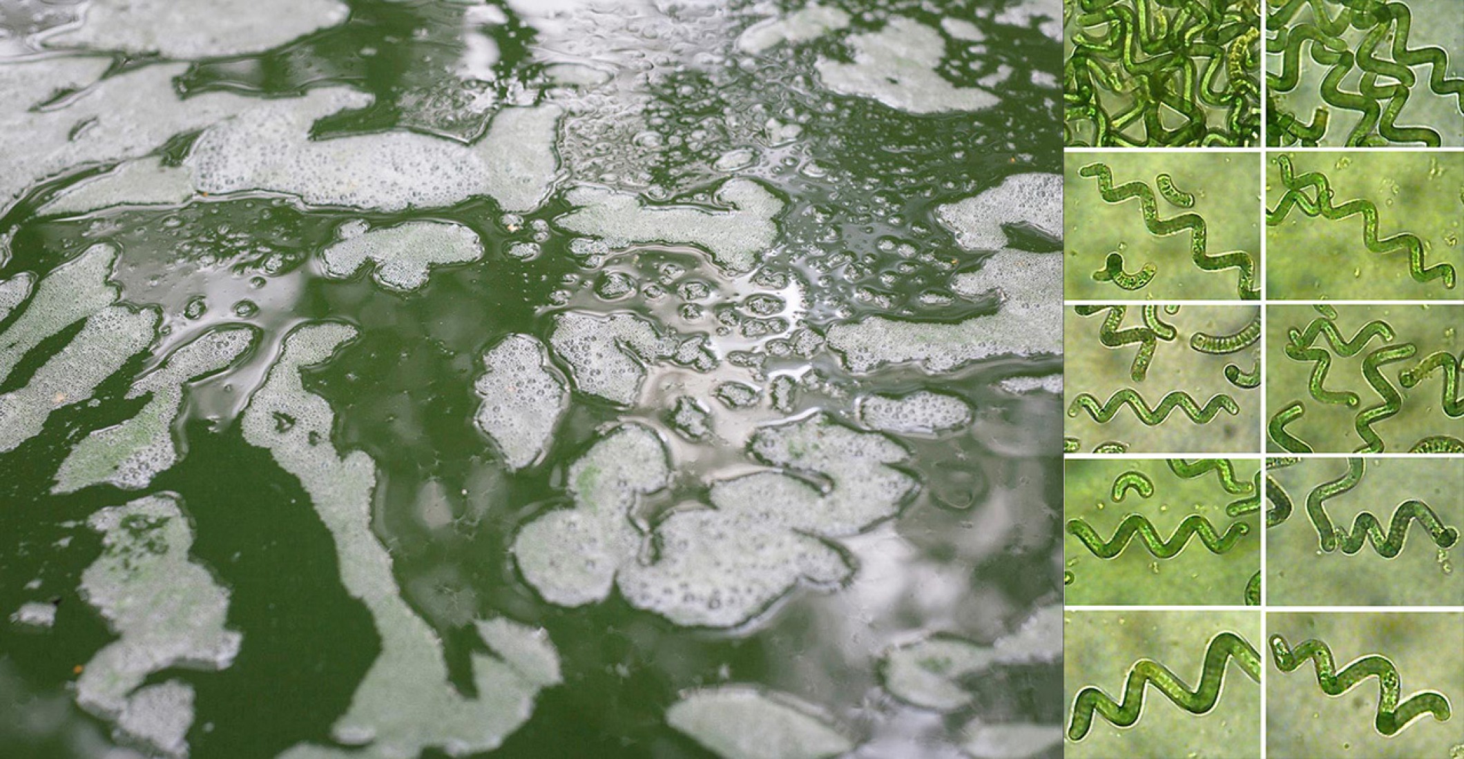 Proceso de producción e imagen de la Espirulina que realmente se trata de organismos procariotas, y no de algas como se creía anteriormente. Fuente de Espirulina por Bureau A. Fotografía © Dylan Perrenoud.