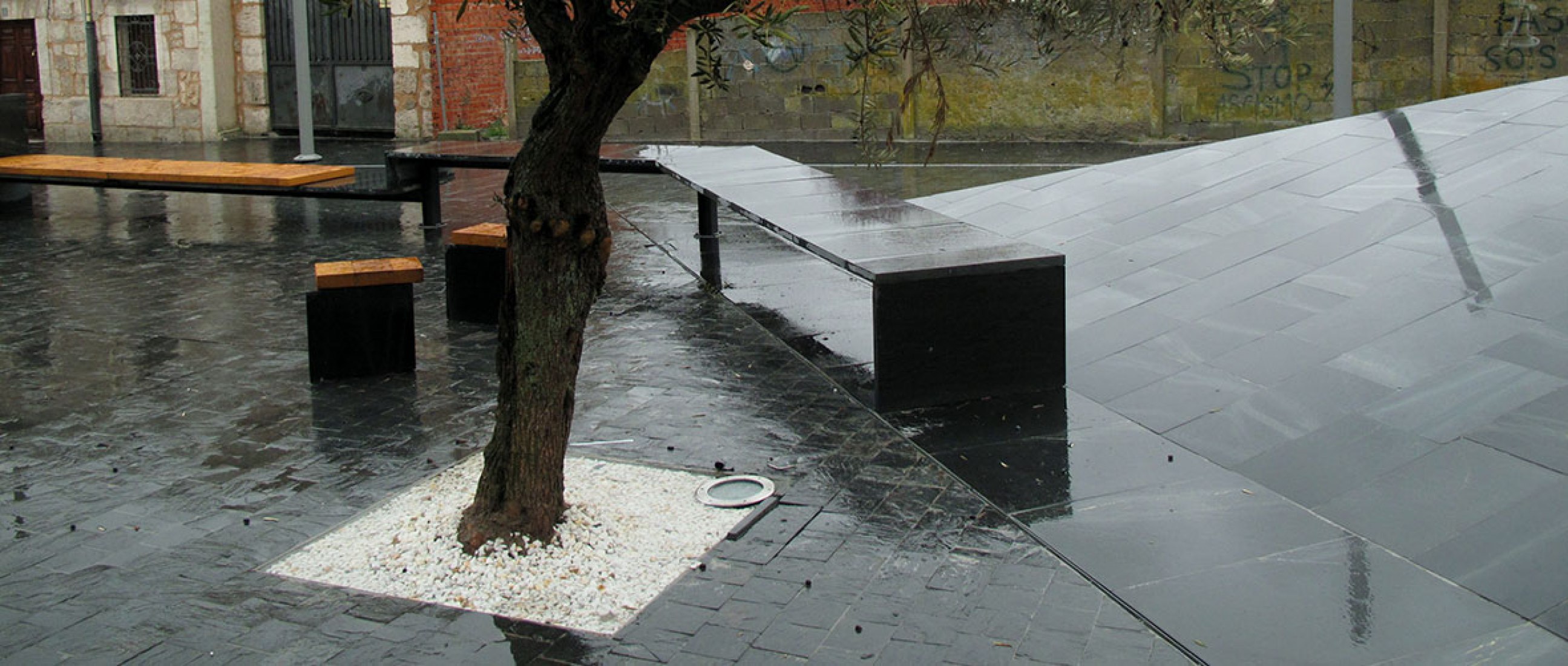 Detalle olivo y banco. Plaza Mayor de Traspinedo por Óscar Miguel Ares Álvarez. Fotografía © Óscar Miguel Ares.