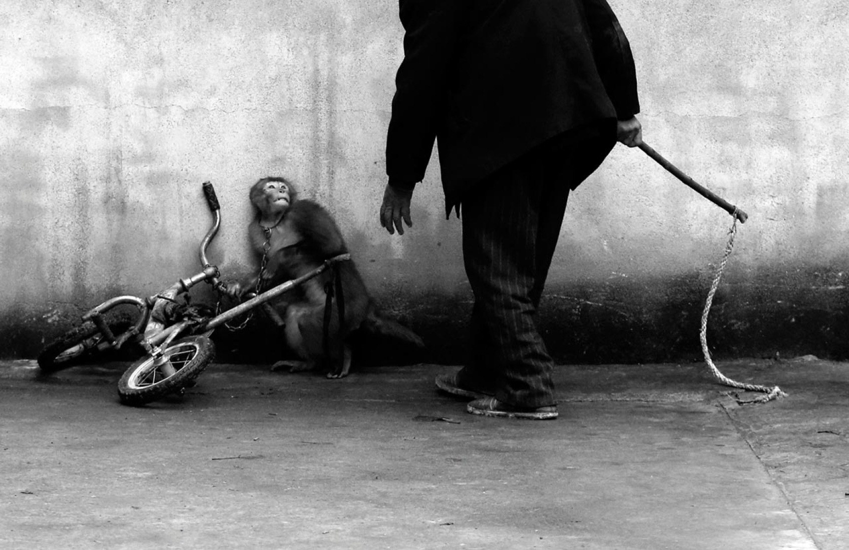 Monkey Training for a Circus. Yongzhi Chu Nature 2015. Primer premio individuales. Un mono se encoge cuando su entrenador Qi Defang se acerca durante el entrenamiento para un circo en Suzhou, provincia de Anhui, China.