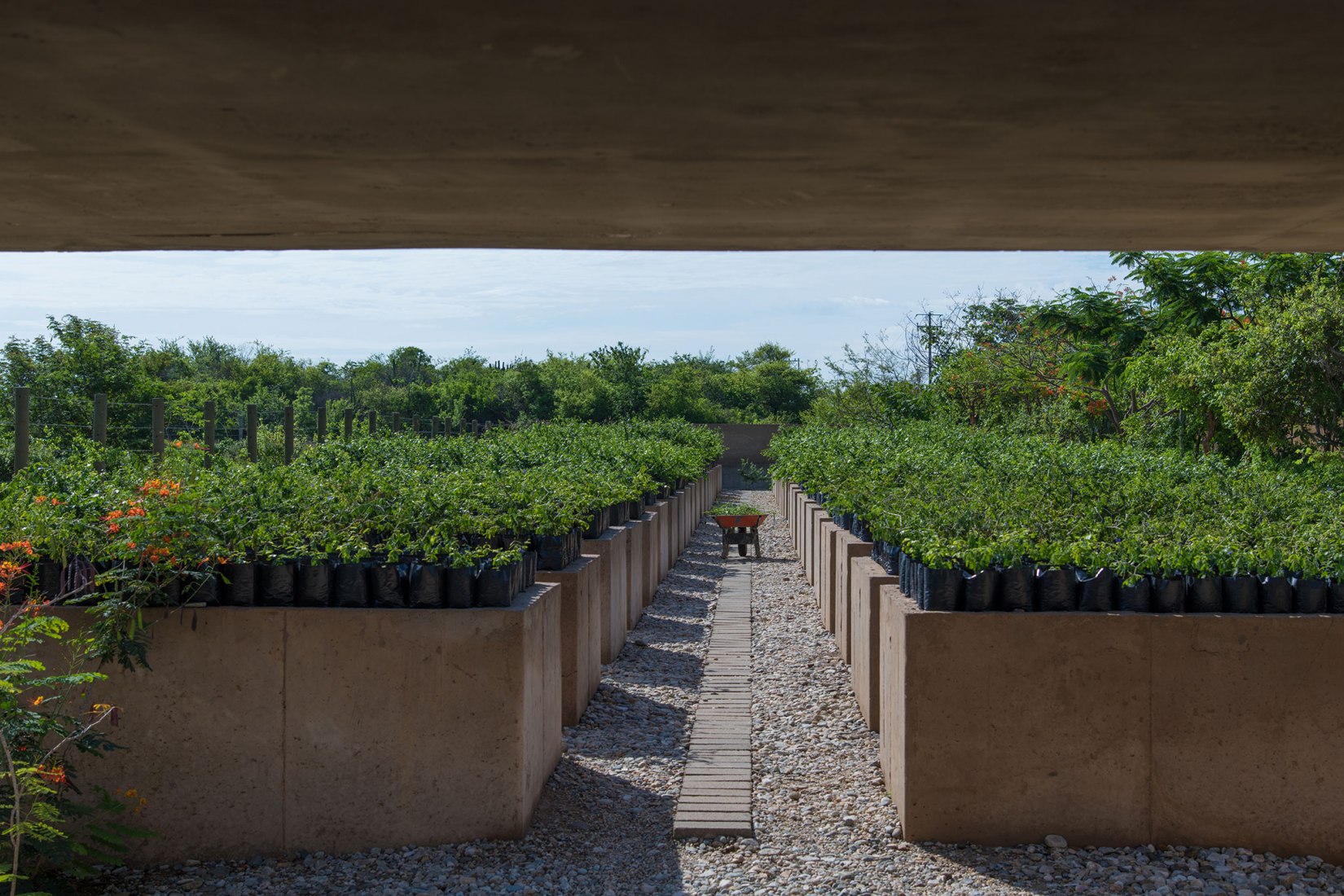 Guayacán nursery garden by Ambrosi Etchegaray. Photograph by Sergio López and Jaime Navarro. Guayacán nursery garden by Ambrosi Etchegaray. Photograph by Sergio López and Jaime Navarro.