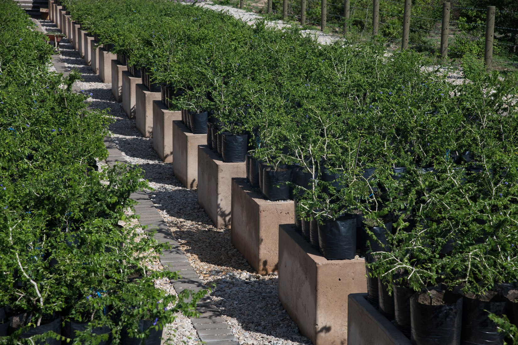 Guayacán nursery garden by Ambrosi Etchegaray. Photograph by Sergio López and Jaime Navarro. Guayacán nursery garden by Ambrosi Etchegaray. Photograph by Sergio López and Jaime Navarro.