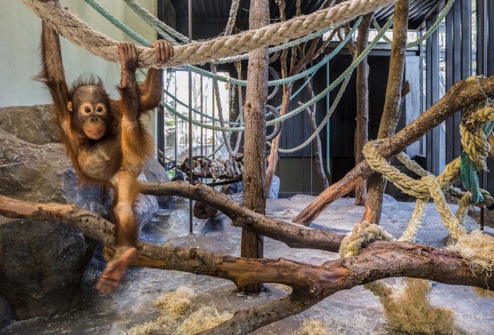 A new home for the orangutans Barcelona Zoo | The Strength ...